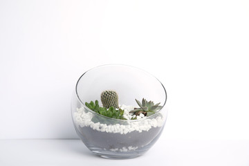 Glass florarium with different succulents on white background