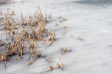 Reeds on frozen pond covered in ice.