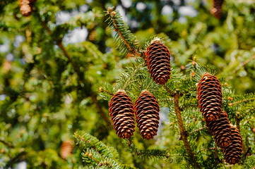 Conifer cone cluster handing off tree branches.
