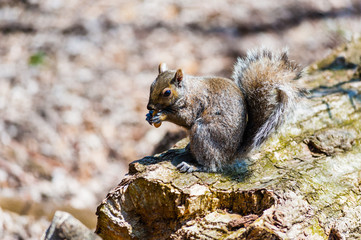 Gray squirrel eating nut held in paws.
