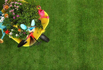 Wheelbarrow with flowers and gardening tools on grass, top view. Space for text