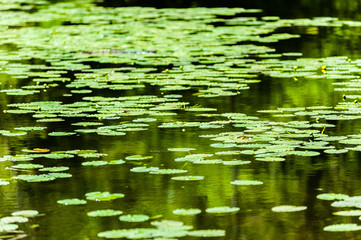 Water lily leaves floating on pond.