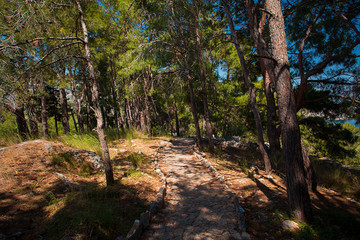 Spruce forest, with paved stone paths. Alanya, Turkey