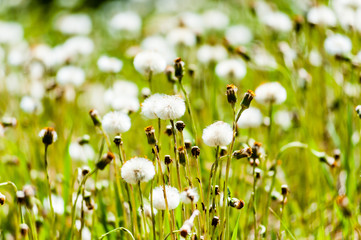 Dandelion flower heads changing into puffy seeds.