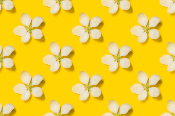 Obraz premium Beautiful spring apple flowers at yellow background. Spring-summer concept.