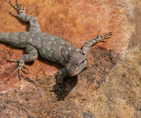 A Lizard with Turquoise Spots Takes in the Waning Sunlight