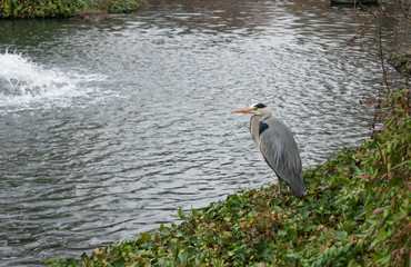 Grey Heron bird.