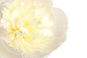 Beautiful fresh peony flower on white background, closeup