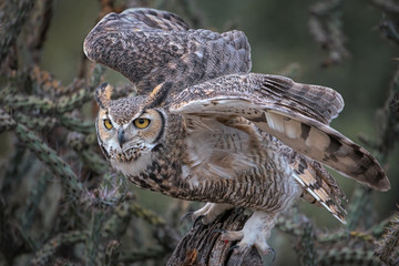 Great Horned Owl Launching From Perch In Southern Arizona