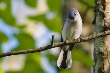 Blue-gray Gnatcatcher