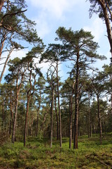 Fototapeta premium Darßwald