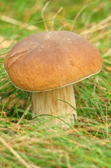 mushrooms in the forest