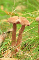 mushrooms in the forest