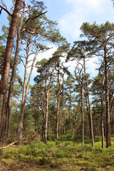 Obraz premium Darßwald