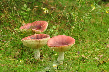 mushrooms in the forest