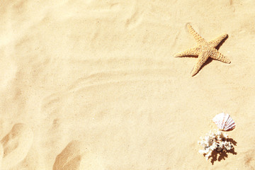 Fototapeta na wymiar Flat lay composition with seashell, coral and starfish on sandy beach. Space for text