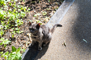 cat in the street