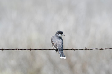 Eastern Kingbird (Tyrannus tyrannus) Perched on A Barbed Wire Fence in Eastern Colorado