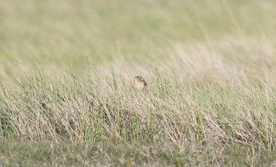 Grasshopper Sparrow (Ammodramus savannarum) Perched on Dried Grass in a Grassland Meadow in Northern Colorado