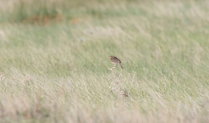 Grasshopper Sparrow (Ammodramus savannarum) Perched on Dried Grass in a Grassland Meadow in Northern Colorado