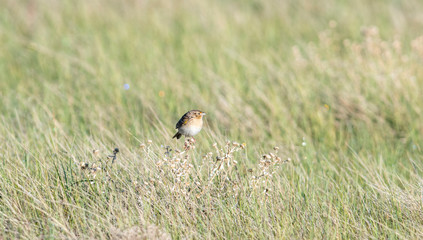 Grasshopper Sparrow (Ammodramus savannarum) Perched on Dried Grass in a Grassland Meadow in Northern Colorado