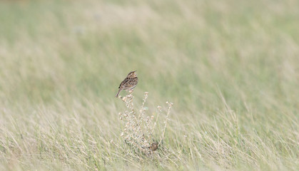 Grasshopper Sparrow (Ammodramus savannarum) Perched on Dried Grass in a Grassland Meadow in Northern Colorado