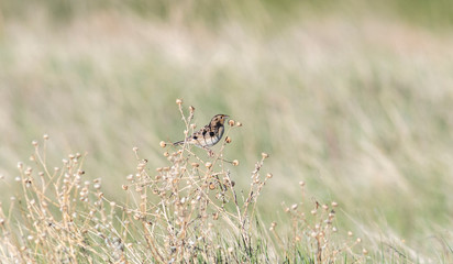 Grasshopper Sparrow (Ammodramus savannarum) Perched on Dried Grass in a Grassland Meadow in Northern Colorado