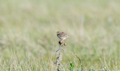 Grasshopper Sparrow (Ammodramus savannarum) Perched on Dried Grass in a Grassland Meadow in Northern Colorado