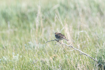 Grasshopper Sparrow (Ammodramus savannarum) Perched on Dried Grass in a Grassland Meadow in Northern Colorado