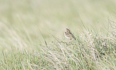 Naklejka na ściany i meble Grasshopper Sparrow (Ammodramus savannarum) Perched on Dried Grass in a Grassland Meadow in Northern Colorado