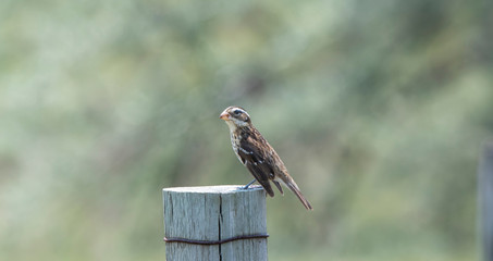 Female Rose-breasted Grosbeak (Pheucticus ludovicianus) Perched on a Wooden Post Hunting for Insects & Other Food