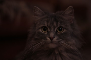 Fototapeta premium portrait of a cat