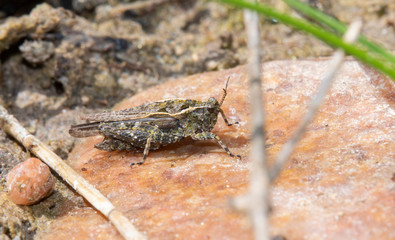 An Ornate Pygmy Grasshopper (Tetrix ornata) Perched on a Rock at a Lake in Northern Colorado