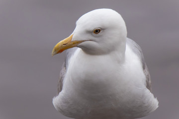 portrait of a Seagull the bird