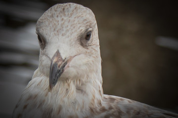portrait of a Seagull the bird