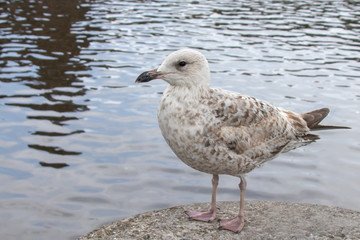 seagull on beach