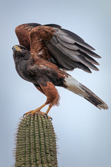 Harris's Hawk With Wings Unfurling Wings Atop Saguaro Cactus In Southern Arizona