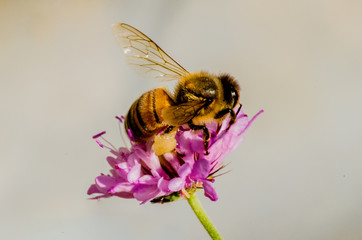 abeille sur fleur