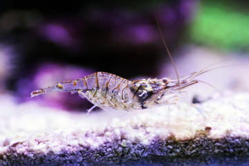 Mediterranean Elegance Glass Shrimp - Palaemon Elegance
