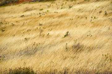 A yellow field in Greece