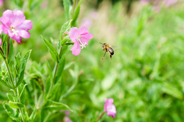 Honey bee about to land on a flower