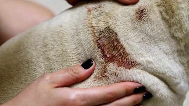 Large purulent wound on the back of a pug, eczema on a sick dog in close-up, woman examining a wound