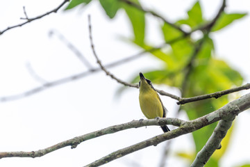 Naklejka premium Tody-flycatcher (Todirostrum cinereum)