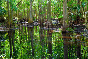 trees and mangroves reflecting in water in Everglades National Park