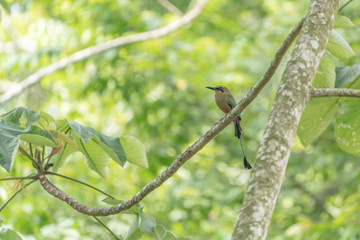 Turquoise-browed Motmot (Eumomota superciliosa)