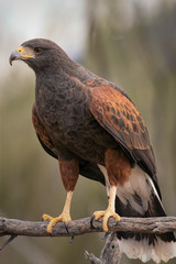Harris's Hawk Sitting On Branch In Southern Arizona