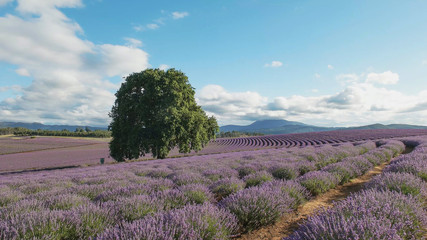 afternoon wide shot of a lavender farm in tasmania, australia