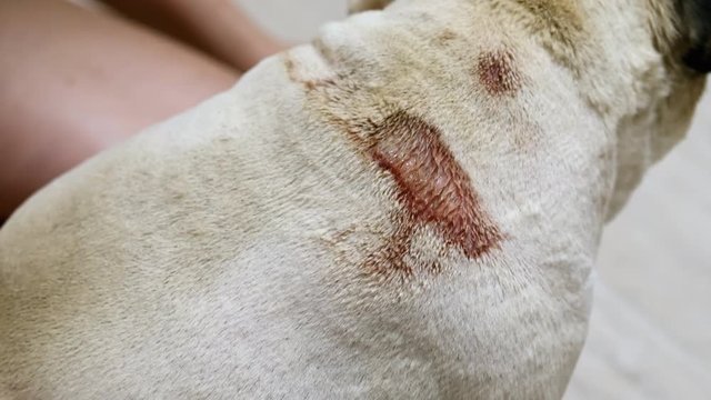 Close-up of large purulent wound on the back of a pug, eczema on a sick dog