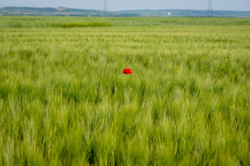 Colorful blooming poppy in the green wheat field
