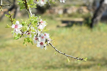 santa inés, almendros en flor